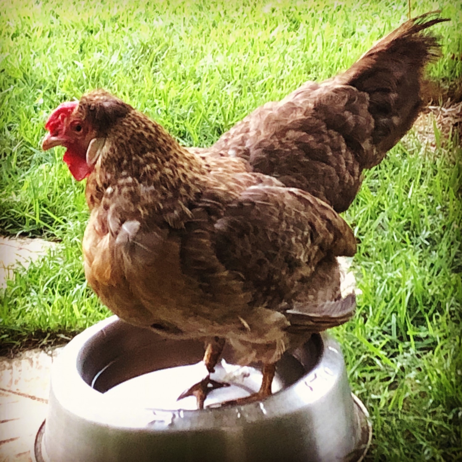 Clack the chicken cooling off in Kailua - Dale Veterinary Mobile Clinic. We provide veterinary care for chickens, ducks, guinea pigs, rabbits, chameleons, tortoises, turtles, dogs, cats, sheep, goats...