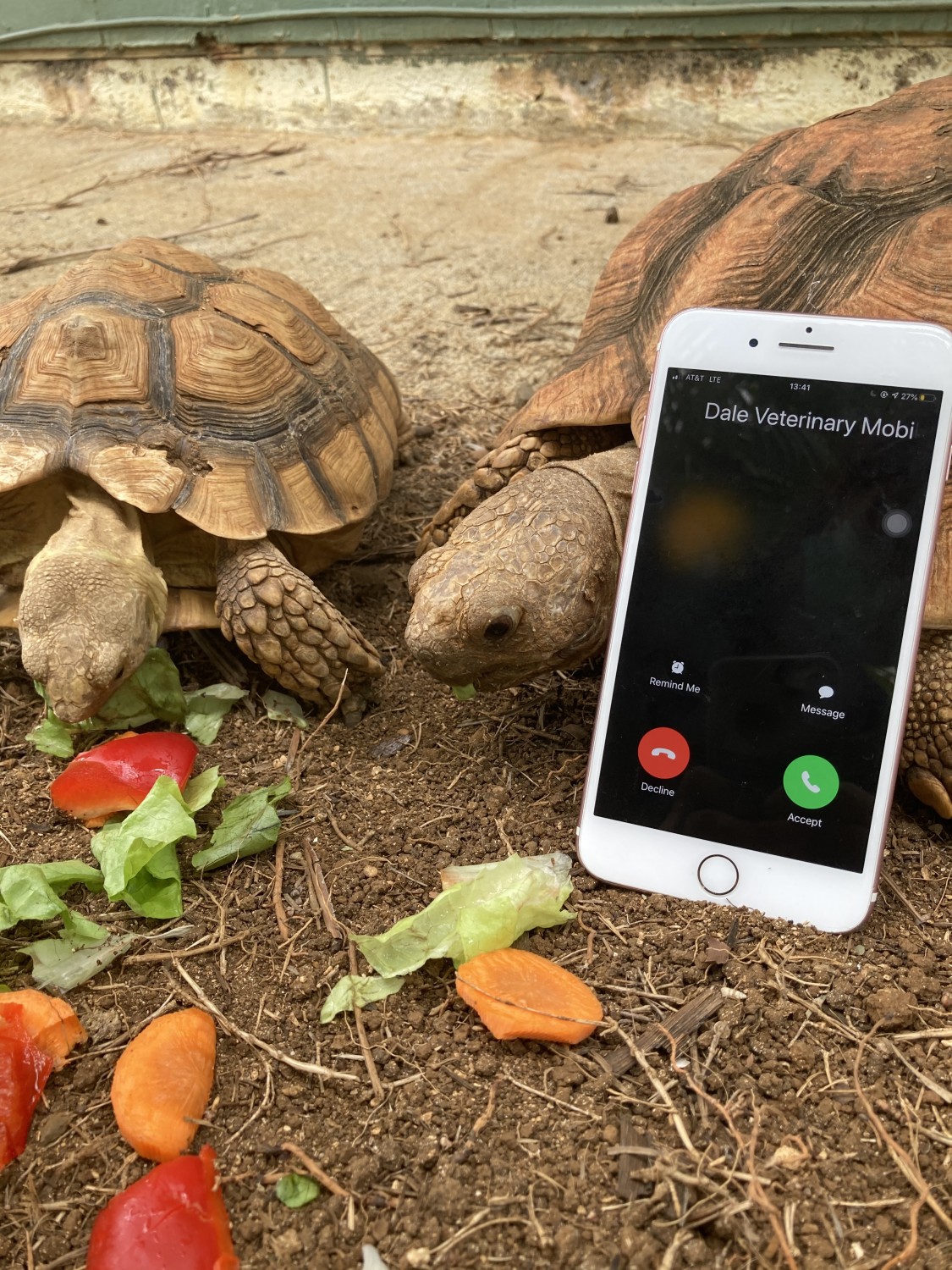 Tortoises seeking veterinary care on Windward Oahu from Dale Veterinary Mobile Clinic serving Waimanalo, Kailua, Kaneohe, Kahaluu, Hawaii Kai, Kaaawa, Laie, Punaluu, Kahuku